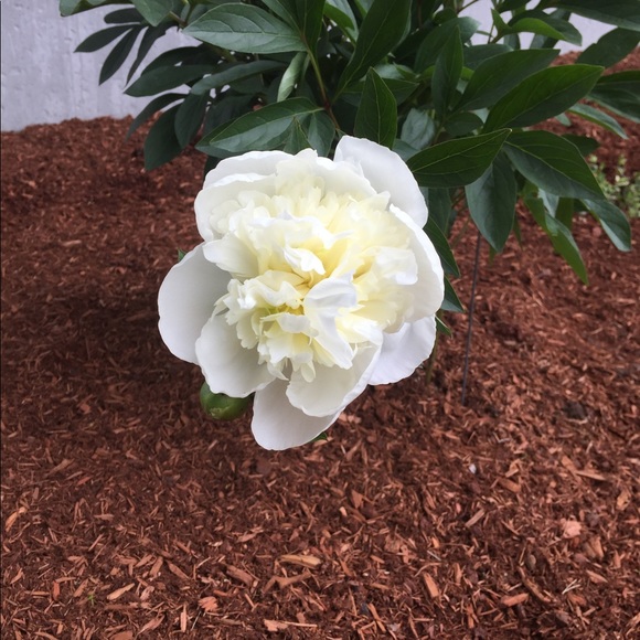 Meet your Posher, Maureen - Picture 7 of 9